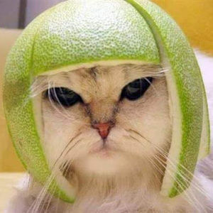 Meet your Posher, Bradley